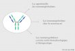 La superfamille des immunoglobulines Les immunogobulines chez le nouveau né Les immunogobulines comme outils biotechnologique et thérapeutique ED 2A Oct