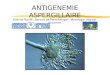ANTIGENEMIE ASPERGILLAIRE Etienne RUPPE, Service de Parasitologie - Mycologie Hôpital Avicenne