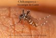 -Chikungunya – Stratégie de Lutte DRASS - Service Santé-Environnement - Lutte Anti-Vectorielle