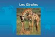 Les Girafes Les Caractéristiques Physiques Les girafes ont des langues qui mesurent à 18 pouces. Elles sont noires pour les protéger des coups de soleil