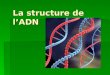 La structure de lADN. ADN cide ésoxyribo ucléique