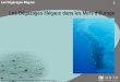 1 Les Dégazages Illégaux dans les Mers dEurope. 2 Plan Introduction / Rappels sur les pollutions maritimes aux hydrocarbures Trafic pétrolier en Europe