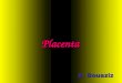 Placenta A. Bouaziz. Grosse veine ombilicale impaire 2 artères ombilicales Cordon ombilical Placenta C.F.E. (caduque basilaire)