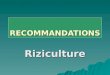 RECOMMANDATIONS Riziculture. I. RECOMMANDATIONS AU PROJET - Appui à lélaboration et à la mise en œuvre de la stratégie nationale pour le développement