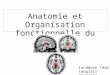 Anatomie et Organisation fonctionnelle du Thalamus Landmann Cédric Langlais Valentin