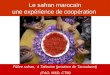 Le safran marocain une expérience de coopération Filière safran, à Taliouine (province de Taroudannt) (FAO, M&D, CTM)