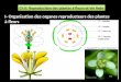 Ch II: Reproduction des plantes à fleurs et vie fixée I- Organisation des organes reproducteurs des plantes à fleurs