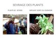 SEVRAGE DES PLANTS PLANTULE SEVREE EXPLANT SORTI DU GERMOIR