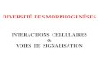 INTERACTIONS CELLULAIRES & VOIES DE SIGNALISATION DIVERSITÉ DES MORPHOGENÈSES