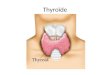 Thyroïde. Glande entre le larynx et la trachée A une forme dune papillon Contient 4 petites sous- glandes sappellent les parathyroïdes