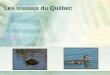 Les oiseaux du Québec. - Sur la côte atlantique et dans lest du Saint-Laurent. - Le canard noir abonde particulièrement dans les marais littoraux,