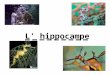 L hippocampe. I Carte didentité Etymologie : Le mot hippocampe vient du grec hippos=cheval et de kampé=courbure. Famille : Les syngnathidés. Poids : De