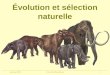 Automne 2004Geneviève Beauchamp1 Évolution et sélection naturelle