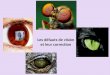 Les défauts de vision et leur correction. 1 - Structure de l'œil