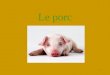1 Le porc. 2 Terminologie •Le porc est un mammifère pachyderme de la famille des suidés vulgairement appelé cochon