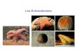 Les Échinodermes. Les échinodermes : situation phylogénétique