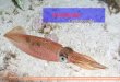 Kopffüßer Cephalopoda. Gliederung - Einleitung - Körperform/äußere Gliederung - Organsysteme 1. Körperhaut und Leuchtorgane 2. Muskeln und Fangarme 3