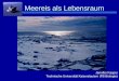 Meereis als Lebensraum Jennifer Kasper Technische Universität Kaiserslautern (FB Biologie)