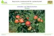 Bayerische Landesanstalt für Landwirtschaft Institut für Pflanzenschutz IPS 3e / Kreckl 10/07 Arbeitsgruppe Aktuelles zum Pflanzenschutz Obstbau