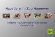 Haustiere im Zoo Hannover Seltene Haustierrassen und deren Geschichte