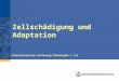 Zellschädigung und Adaptation Internetversion Vorlesung Pathologie I (4)