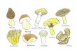 Wild wachsende Pilze Gezüchtete Pilze Heimisch und International