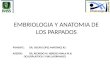 Embriologia y Anatomia de Los Parpados
