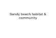 Sandy Beach Habitat