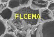 FLOEMA. Proceso de diferenciación del elemento criboso 1.% célula madre (cél.acompañante + elemento criboso) 2. Formación de cuerpos de proteína P 3.desintegración