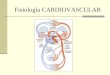 Fisiología CARDIOVASCULAR. Anatomía básica del sistema cardiovascular: El corazón