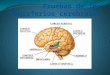 El término hemisferio cerebral designa cada una de las dos estructuras que constituyen la parte más grande del encéfalo. Son inversos el uno del otro,