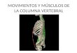 MOVIMIENTOS Y MÚSCULOS DE LA COLUMNA VERTEBRAL. MÚSCULOS ANTERIORES DE LA REGIÓN TORÁXICA Y LUMBAR Músculos abdominales: Los músculos de la pared abdominal