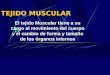 TEJIDO MUSCULAR El tejido Muscular tiene a su cargo el movimiento del cuerpo y el cambio de forma y tamaño de los órganos internos