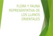 Flora y Fauna Representativa de Los Llanos Orientales