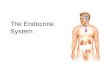 Lecture 25 - the Endocrine System