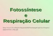 Fotossíntese e Respiração Celular  aginas/foto_resp.ppt