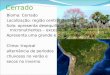 Cerrado Bioma: Cerrado Localização: região central do Brasil Solo: apresenta desequilíbrio no teor de micronutrientes – excesso de alumínio Apresenta uma