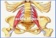 Tecido Muscular. O tecido muscular é constituído por células alongadas, altamente especializadas e dotadas de capacidade contrátil, denominadas fibras