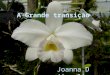 A Grande transição Joanna D´Angelis Opera-se, na Terra, neste largo período, a grande transição anunciada pelas Escrituras e confirmada pelo Espiritismo