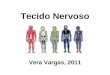Tecido Nervoso Vera Vargas, 2011. Sistema Nervoso Central –Encéfalo –Medula espinhal Sistema Nervoso Periférico Epitélio Sensorial do olho, ouvido e nariz