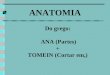 ANATOMIA Do grego: ANA (Partes) + TOMEIN (Cortar em,)
