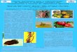 Chaves multimídia para a identificação de espécies e sintomas causados por fitoparasitas e insetos de importância agrícola Márcia de Campos Orantas (Bolsista