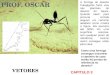 P ROF. O SCAR VETORES CAPITULO 3 A formiga do deserto Cataglyphis fortis vive nas planícies do deserto do Saara. Quando saem para procurar comida seguem
