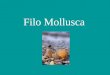 Filo Mollusca. I. Características gerais do Filo:. Triblásticos. Celomados.. Simetria bilateral ou assimétricos.. Protostômios.. Concha: exoesqueleto