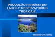 PRODUÇÃO PRIMÁRIA EM LAGOS E RESERVATÓRIOS TROPICAIS MIRIAM PENNA DINIZ Lago Dom Helvécio - PERD