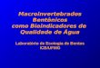 Macroinvertebrados Bentônicos como Bioindicadores de Qualidade de Água Laboratório de Ecologia de Bentos ICB/UFMG
