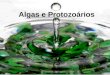 Algas e Protozoários. Diversidade dos microrganismos eucarióticos Fungos Algas Protozoários