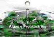 Algas e Protozoários. Diversidade dos microrganismos eucarióticos Algas Protozoários Fungos São fascinantes devido ao seu ciclo de vida complexo, morfologia