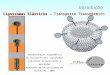 Lipossomas Elásticos – Transporte Transdérmico Introdução Representação esquemática do movimento dos lipossomas elásticos atravessando a epiderme Adaptada