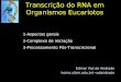 Transcrição do RNA em Organismos Eucariotos 1-Aspectos gerais 2-Complexo de iniciação 3-Processamento Pós-Transcricional Edmar Vaz de Andrade home.ufam.edu.br/~edandrade